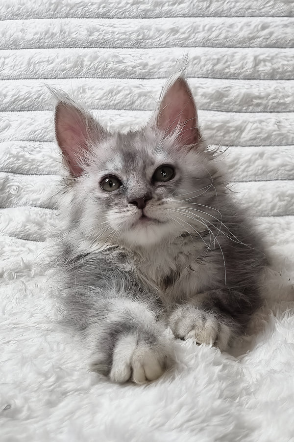 Sara | Maine Coon Kitten