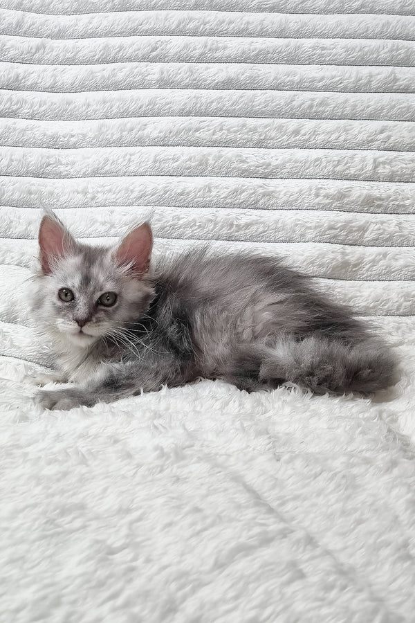 Sara | Maine Coon Kitten