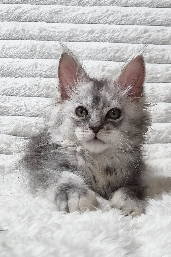 Sara | Maine Coon Kitten