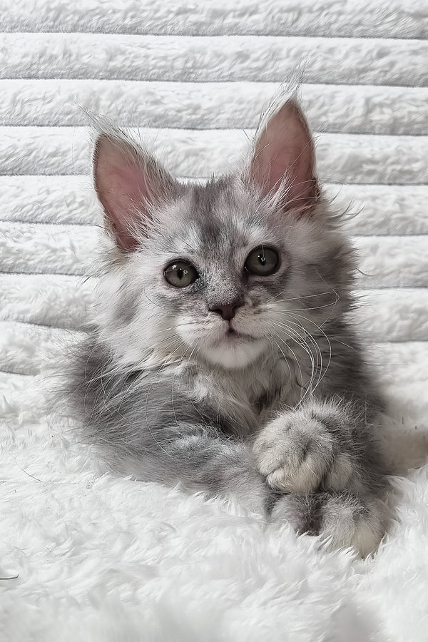 Sara | Maine Coon Kitten