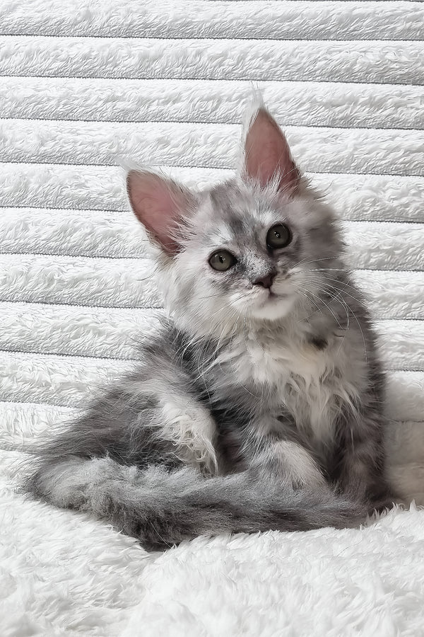 Sara | Maine Coon Kitten