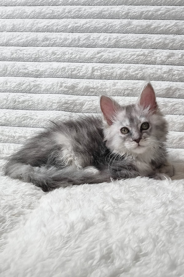 Sara | Maine Coon Kitten