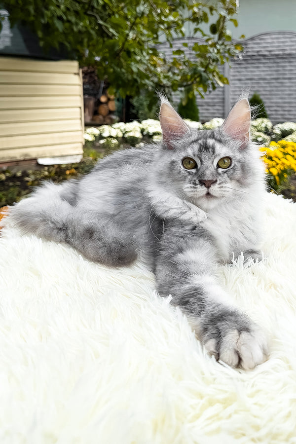 Sara | Maine Coon Kitten
