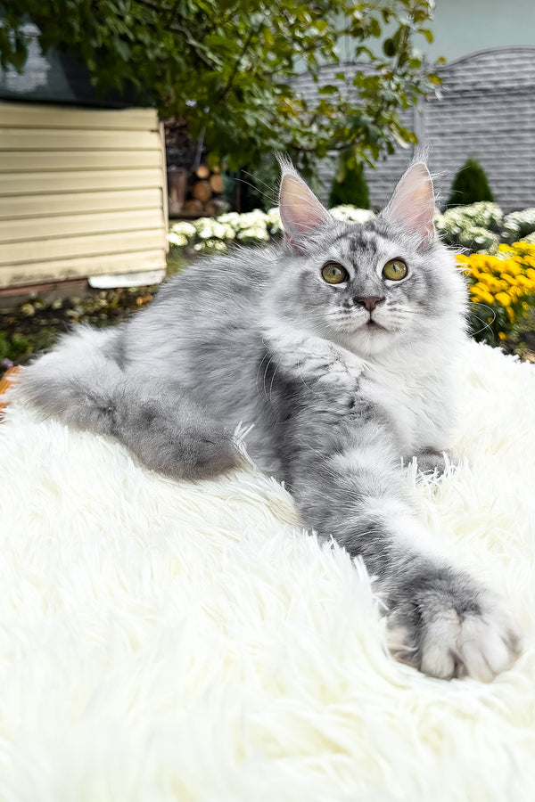Sara | Maine Coon Kitten