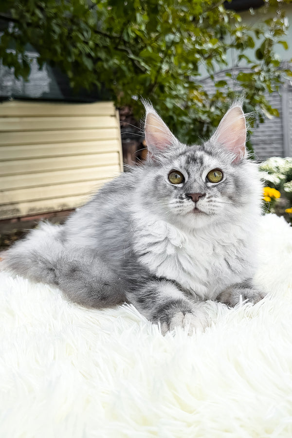 Sara | Maine Coon Kitten