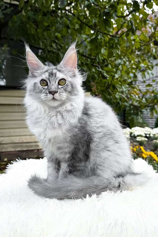 Sara | Maine Coon Kitten