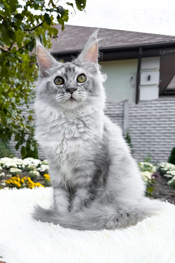 Sara | Maine Coon Kitten