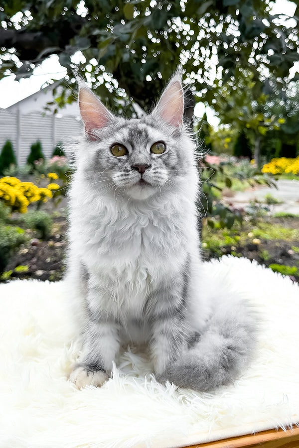 Sara | Maine Coon Kitten