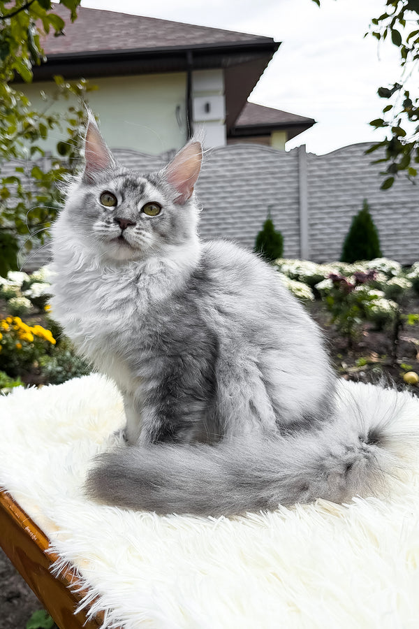Sara | Maine Coon Kitten