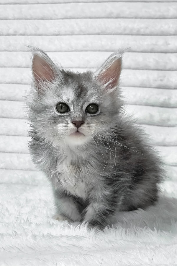 Sara | Maine Coon Kitten