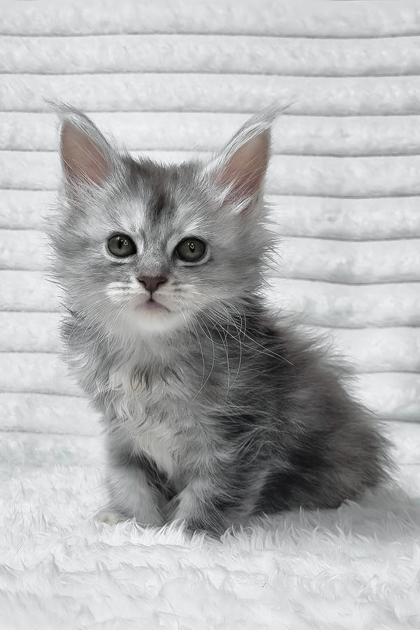 Sara | Maine Coon Kitten