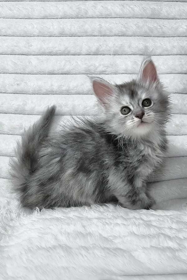 Sara | Maine Coon Kitten