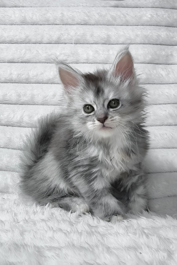 Sara | Maine Coon Kitten