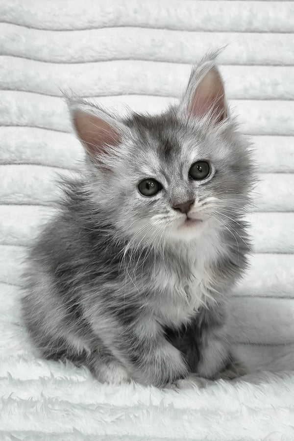 Sara | Maine Coon Kitten
