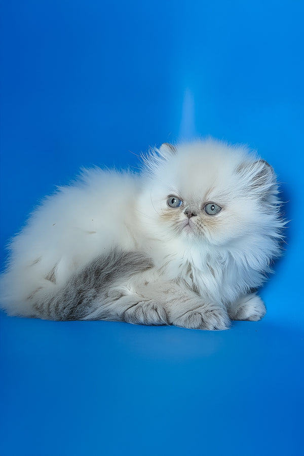 Sara | Persian Kitten