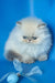 Sara | Persian Kitten