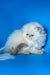 Sara | Persian Kitten