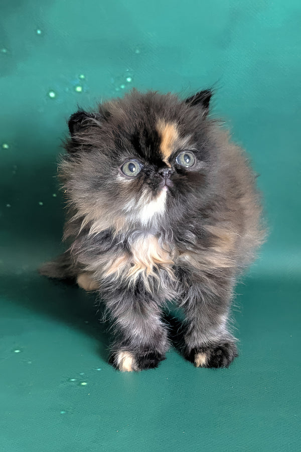 Savanna | Persian Kitten