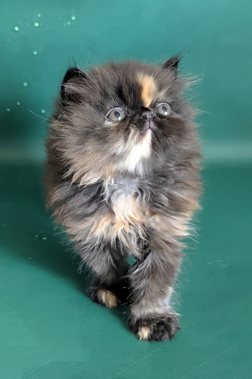 Savanna | Persian Kitten
