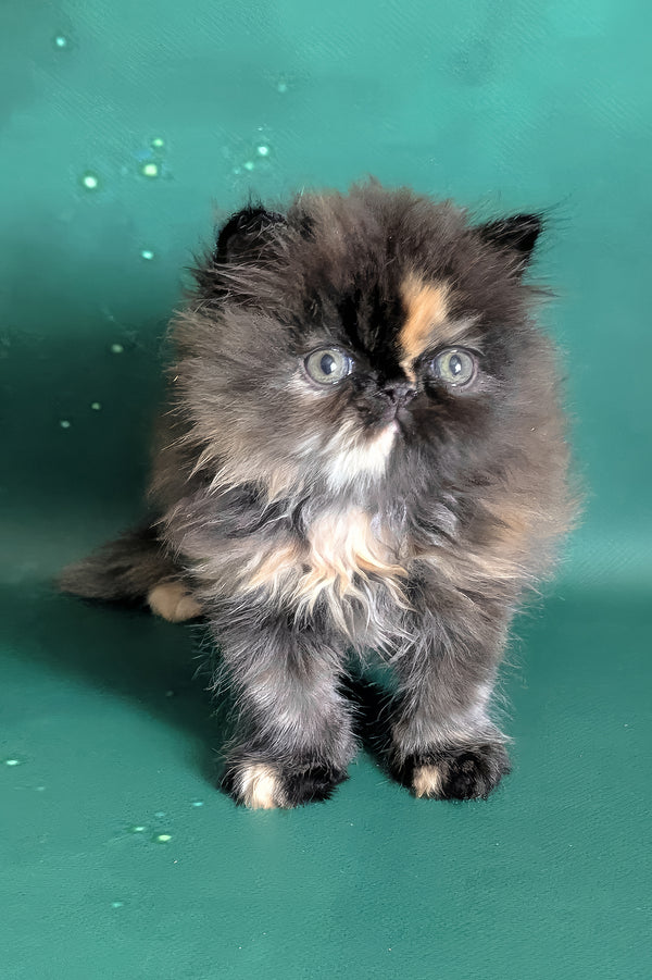 Savanna | Persian Kitten