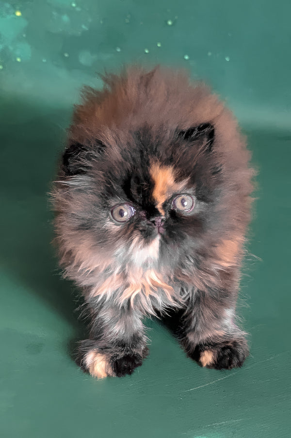 Savanna | Persian Kitten