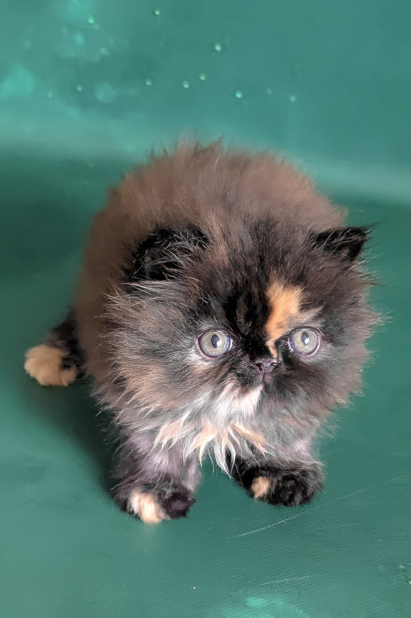 Savanna | Persian Kitten
