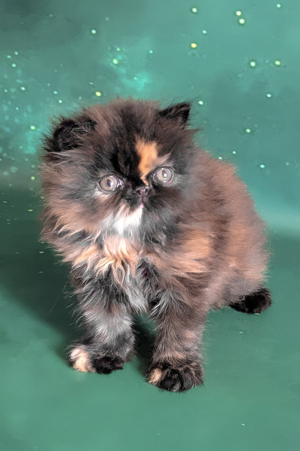 Savanna | Persian Kitten