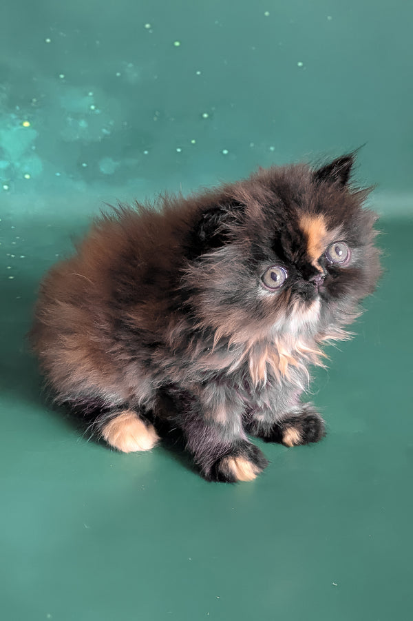 Savanna | Persian Kitten