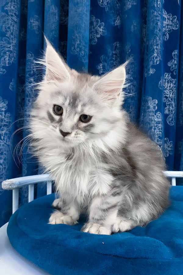 Seacreast | Maine Coon Kitten