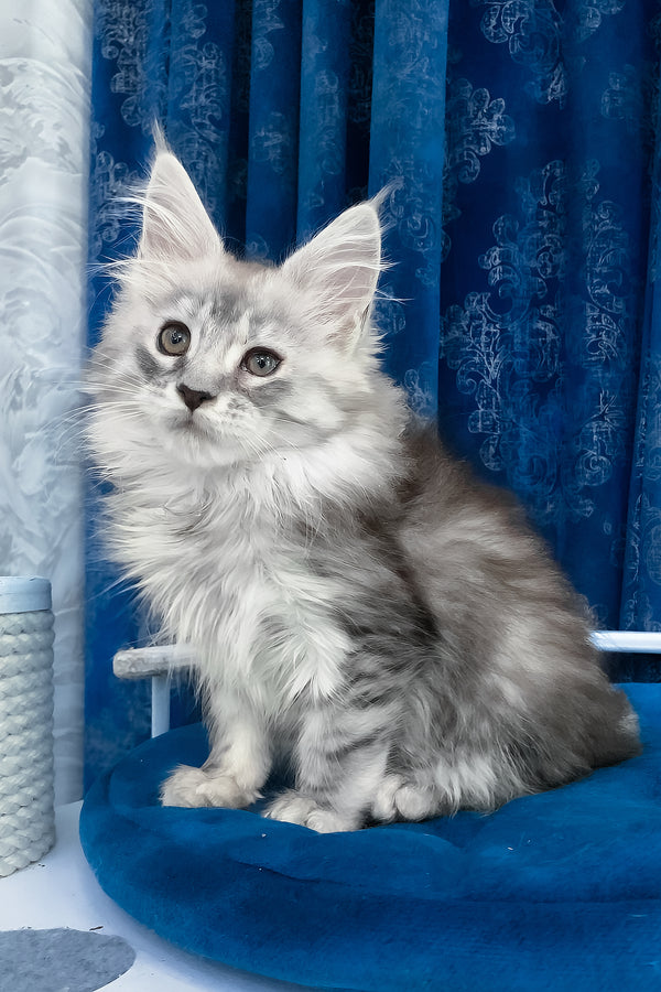 Seacreast | Maine Coon Kitten
