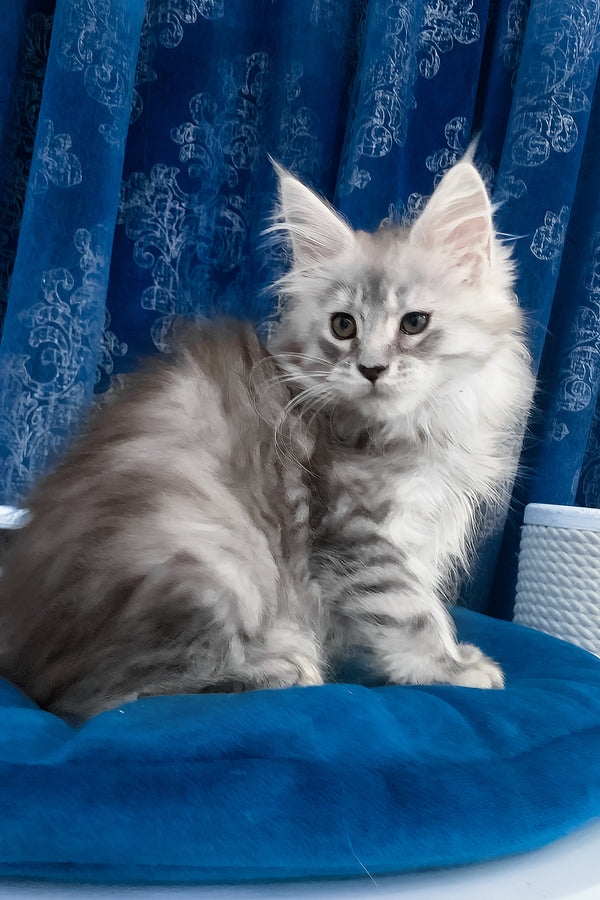 Seacreast | Maine Coon Kitten