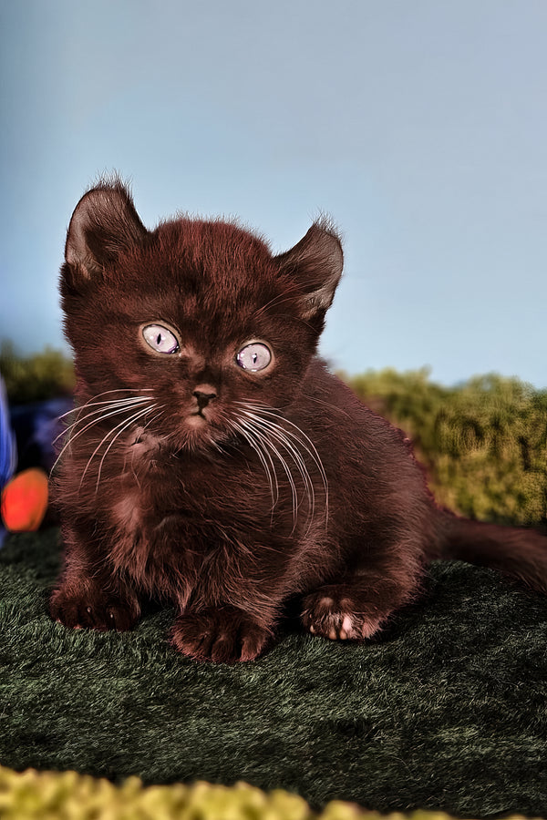 Sebastian | Kinkalow Kitten