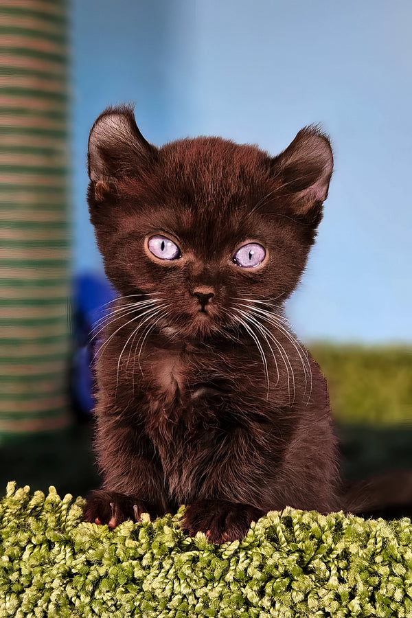 Sebastian | Kinkalow Kitten