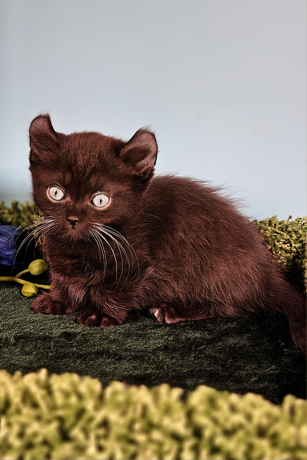 Sebastian | Kinkalow Kitten