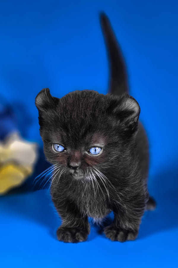 Sebastian | Kinkalow Kitten