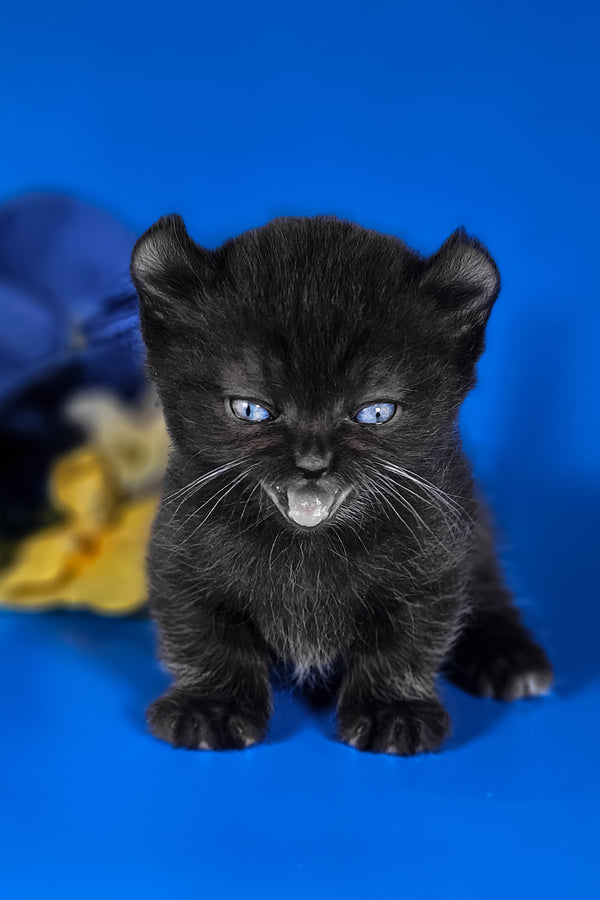 Sebastian | Kinkalow Kitten