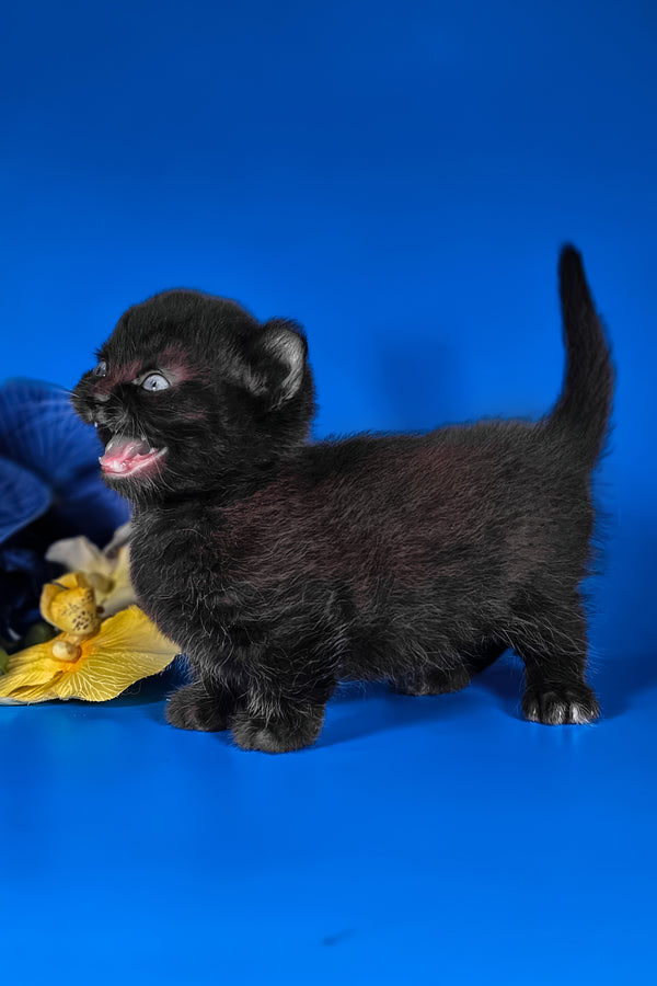 Sebastian | Kinkalow Kitten