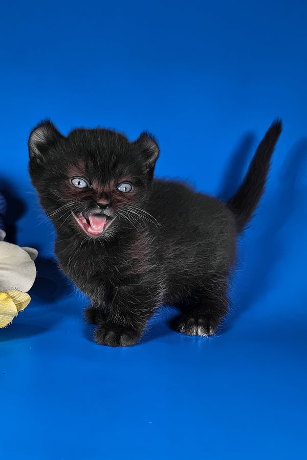 Sebastian | Kinkalow Kitten