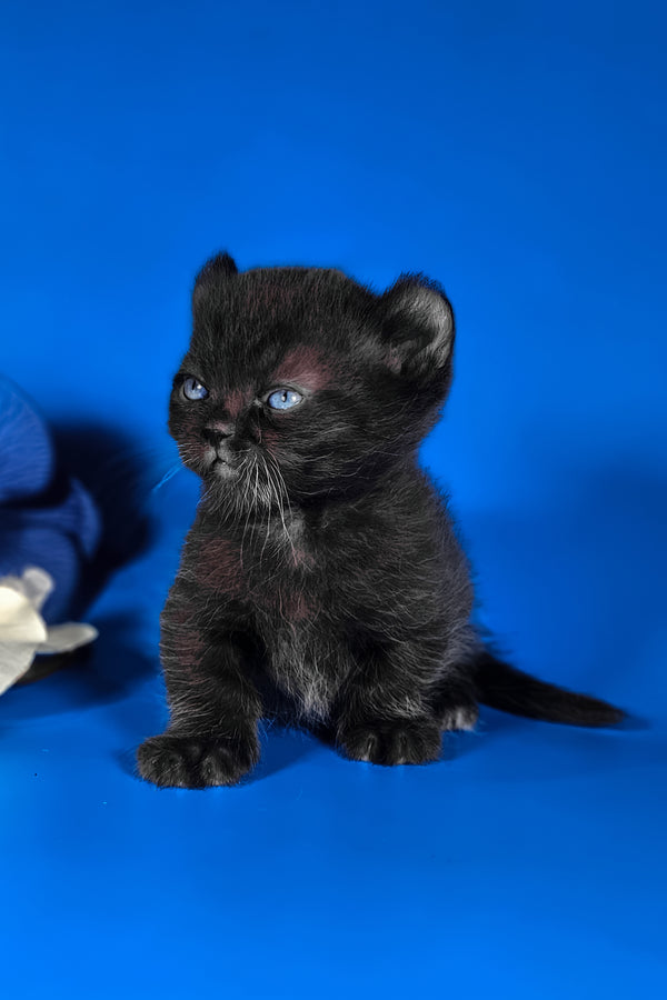 Sebastian | Kinkalow Kitten