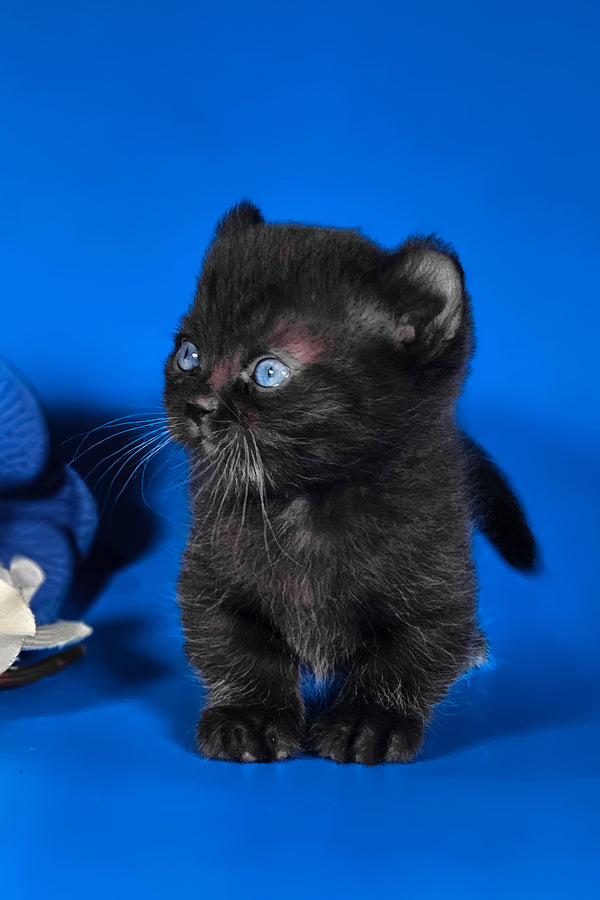 Sebastian | Kinkalow Kitten