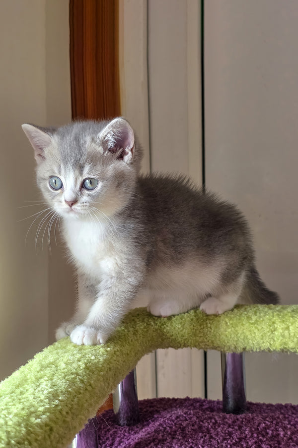 Selena | British Shorthair Kitten
