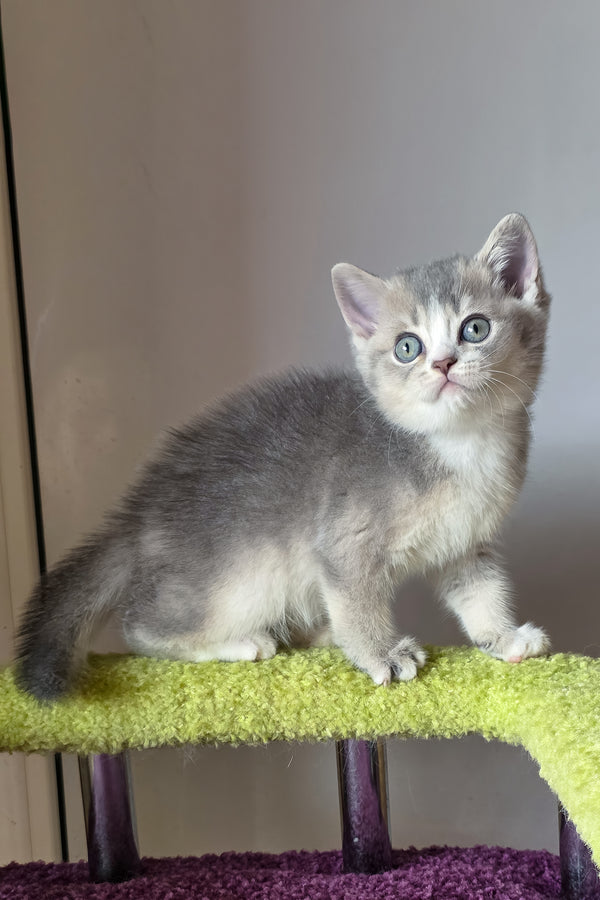 Selena | British Shorthair Kitten