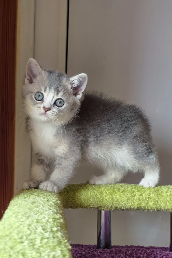 Selena | British Shorthair Kitten