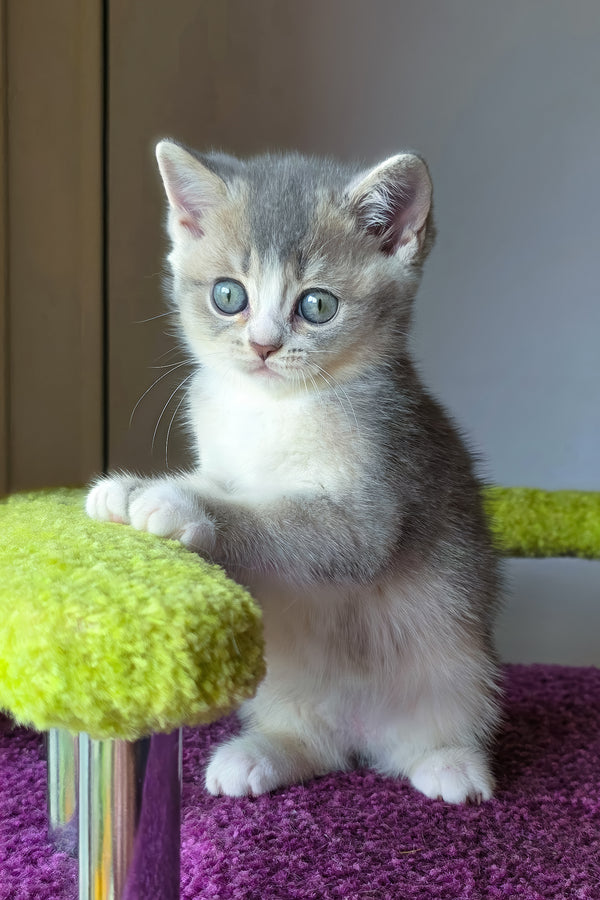 Selena | British Shorthair Kitten