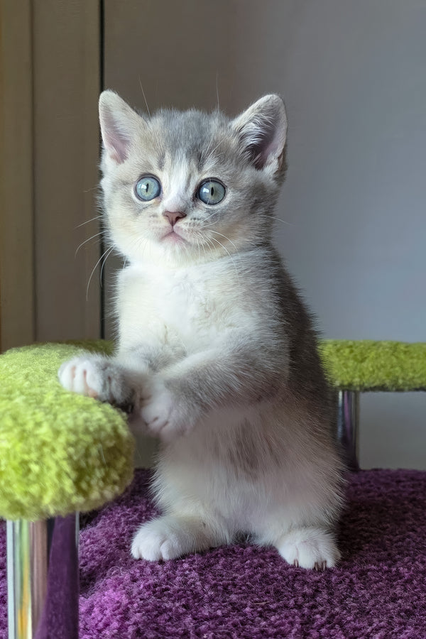 Selena | British Shorthair Kitten
