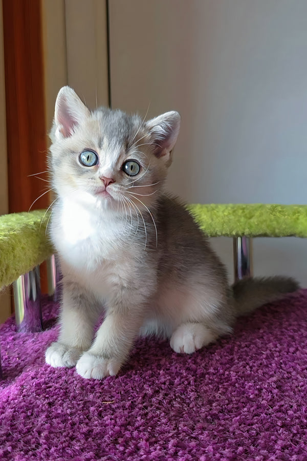 Selena | British Shorthair Kitten