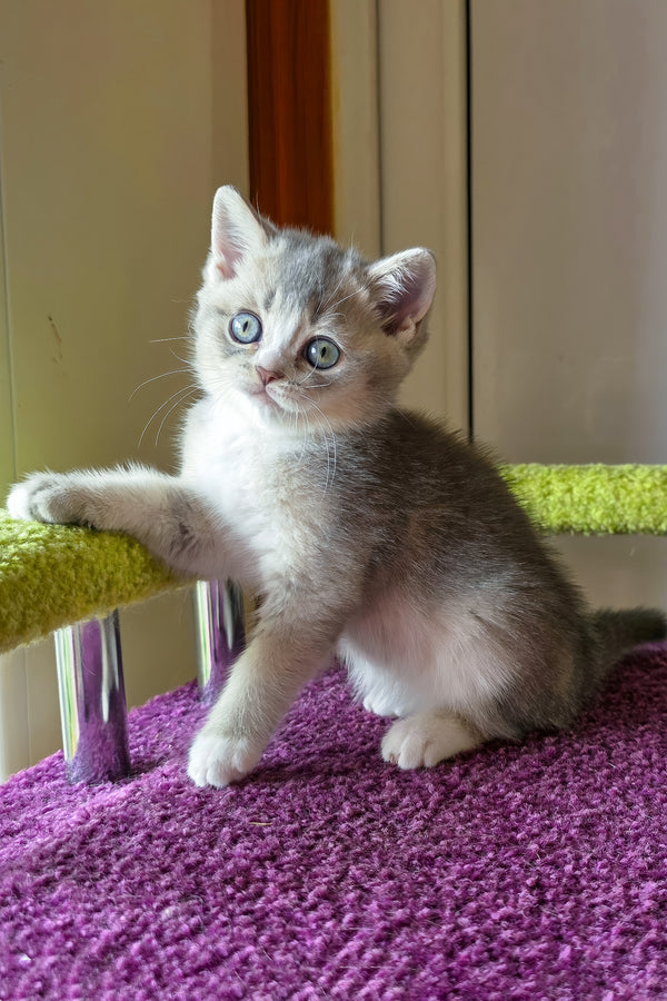 Selena | British Shorthair Kitten