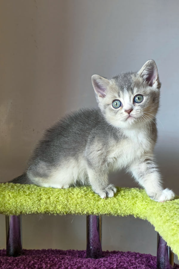 Selena | British Shorthair Kitten