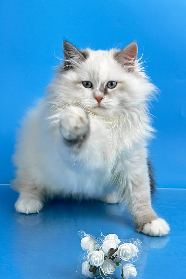 Selena | Siberian Kitten