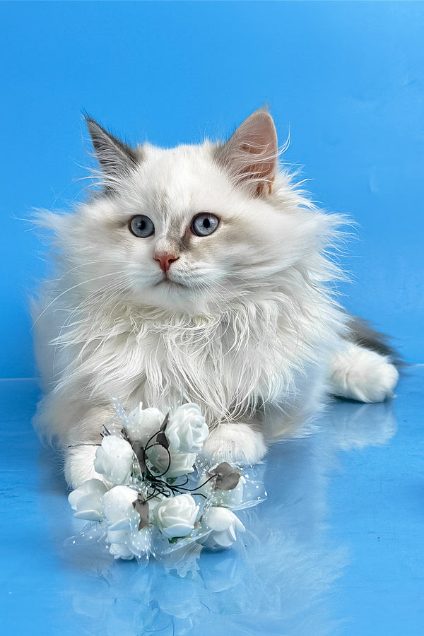 Selena | Siberian Kitten